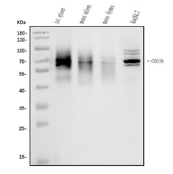  Western blot analysis of CD226 using anti-CD226 antibody (A01094-2)
