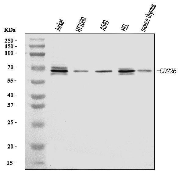  Western blot analysis of CD226 using anti-CD226 antibody (A01094-3)