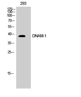 Western Blot analysis of COS7 cells using DNAM-1 Polyclonal Antibody diluted at 1:500