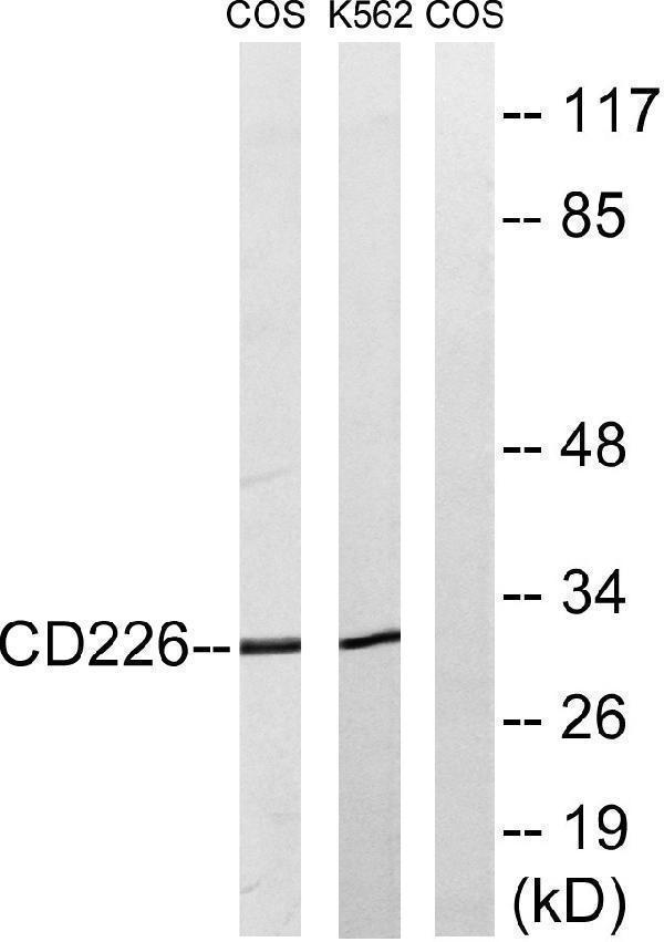 Western blot analysis of lysates from COS7 and K562 cells, treated with PMA 125ng/ml 30