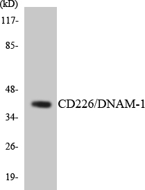 a01094 cd226 primary antibodies wb testing 4