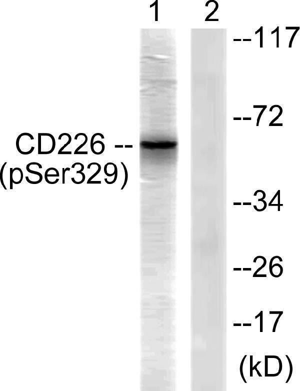 Western blot analysis of lysates from COS7 cells, using CD226/DNAM-1 (Phospho-Ser329) Antibody