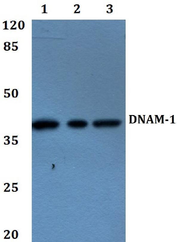 a01094y325 cd226 primary antiboties wb testing 1