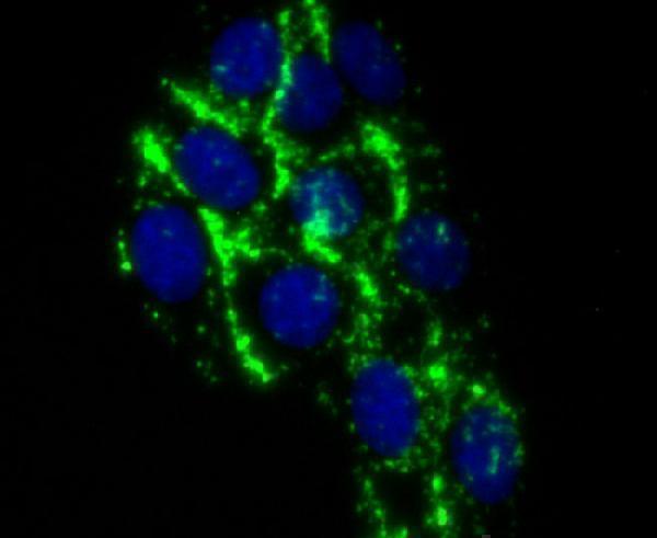 ICC staining C4 in HepG2 cells (green)