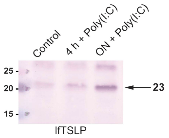 a01096 2 tslp primary antibodies ihc testing 4