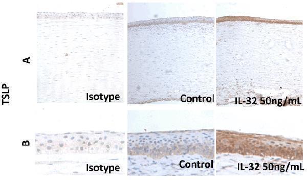 a01096 2 tslp primary antibodies ihc testing 6