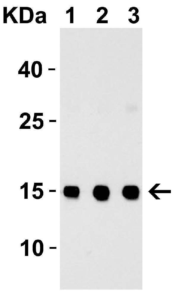 Western Blot Validation with Recombinant Protein
Loading: 30 ng of human TSLP recombinant protein per lane