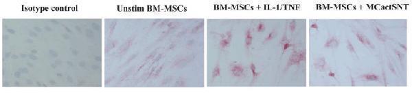 Induced Expression Validation of TSLP in Mesenchymal Stromal Cells (MSCs)