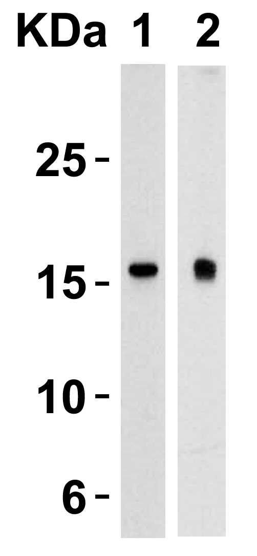 a01096 3 tslp primary antibodies wb testing 1