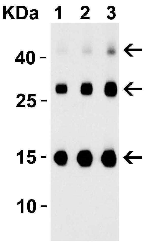 a01096 3 tslp primary antibodies wb testing 2