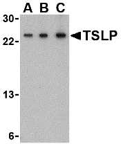 a01096 3 tslp primary antibodies wb testing 3