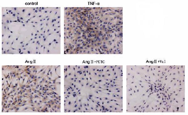 a01096 4 tslp primary antibodies ihc testing 5