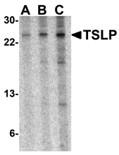 Western Blot Validation in Mouse A-20 Cell Lines
Loading: 15 μg of lysates per lane