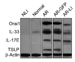 a01096 4 tslp primary antibodies wb testing 4