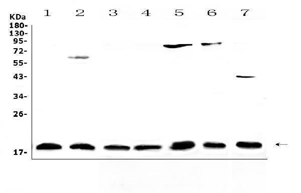 a01097 1 il23 primary antibodies wb testing 1