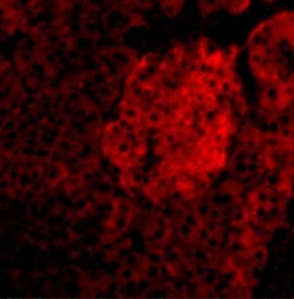 a01097 2 il23a primary antibodies if testing 4