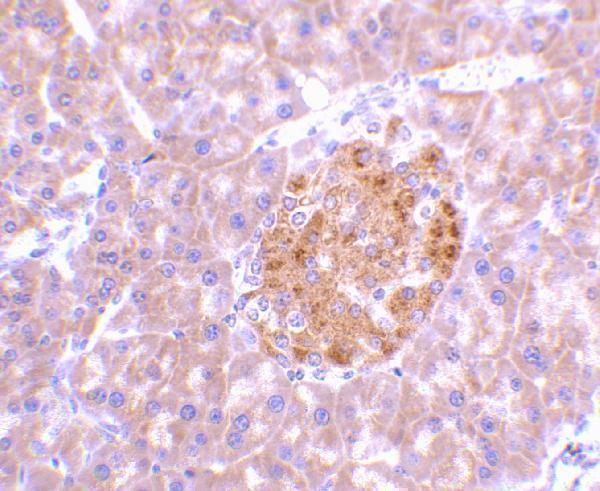 a01097 2 il23a primary antibodies ihc testing 5