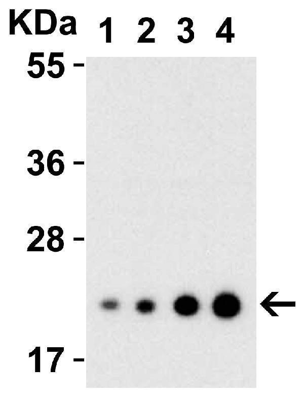 Western Blot Validation with Recombinant Protein
Loading: 30 ng of human IL-23 recombinant protein per lane
