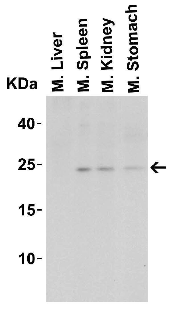 Western Blot Validation in Mouse Tissue Lysate
Loading: 15 μg of lysates per lane