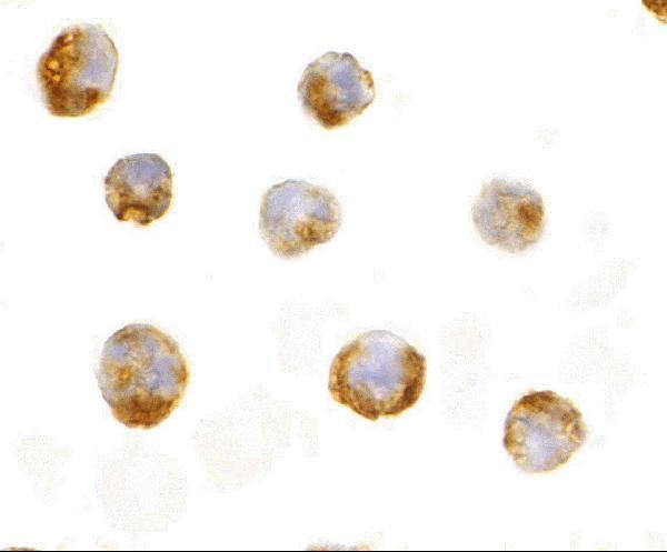 a01097 il23a primary antibodies icc testing 5