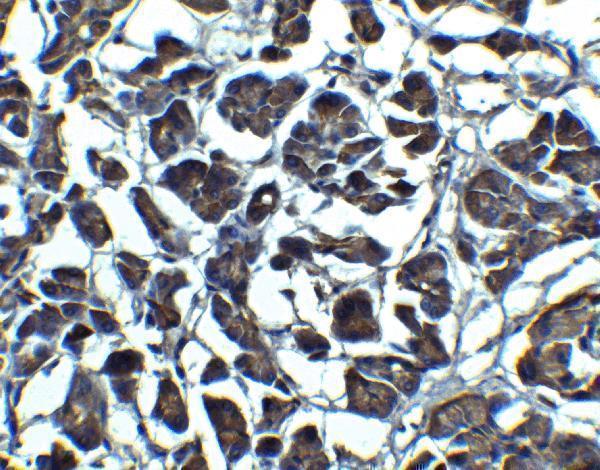 a01097 il23a primary antibodies ihc testing 7
