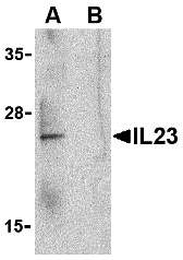 a01097 il23a primary antibodies wb testing 1