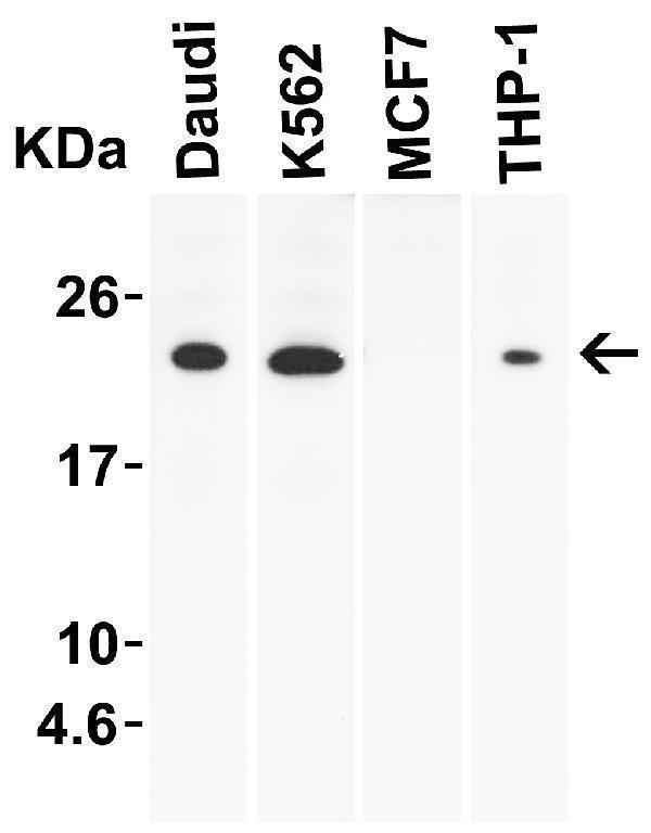 a01097 il23a primary antibodies wb testing 2