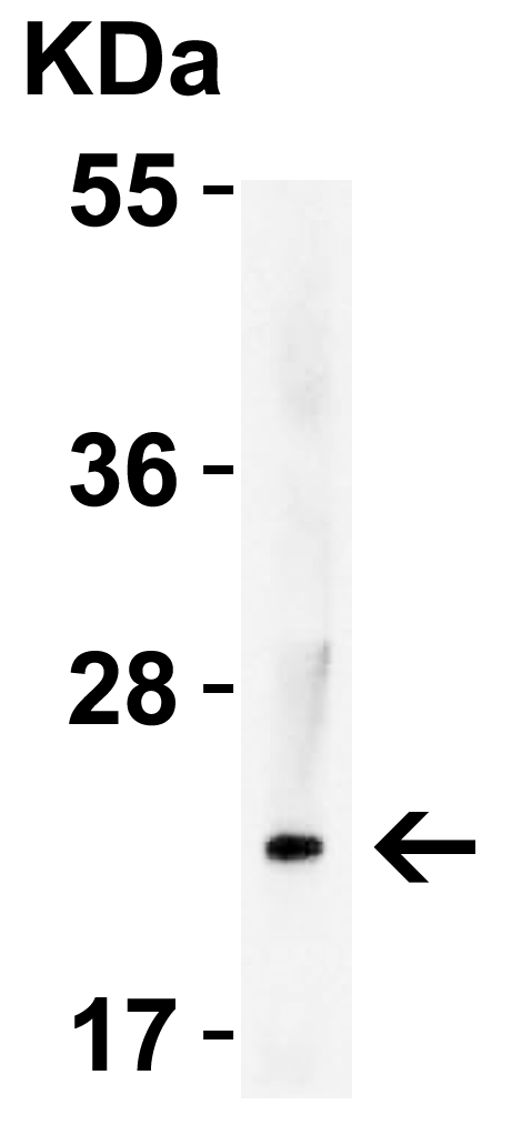 a01097 il23a primary antibodies wb testing 3