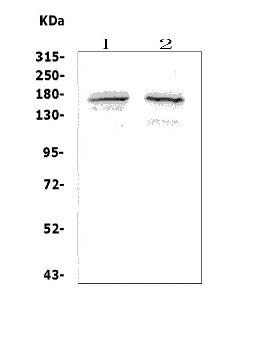  Western blot analysis of ASXL1 using anti-ASXL1 antibody (A01099-1)