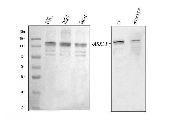  Western blot analysis of ASXL1 using anti-ASXL1 antibody (A01099)