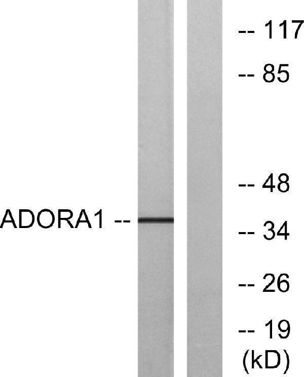 a01101 1 adora1 primary antibodies wb testing 1