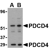 a01105 1 pdcd4 primary antibodies wb testing 1