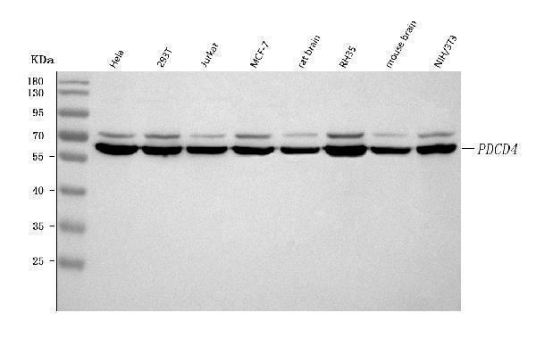  Western blot analysis of PDCD4 using anti-PDCD4 antibody (A01105-4)