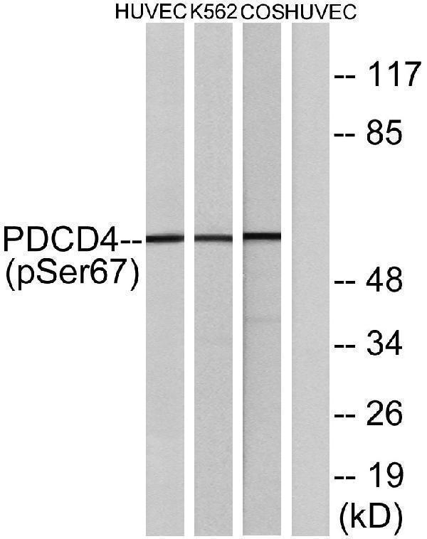a01105s67 pdcd4 primary antibodies wb testing 2
