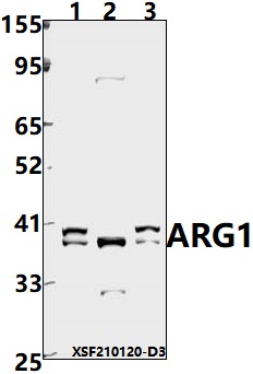 a01106 1 arg1 primary antiboties wb testing 1