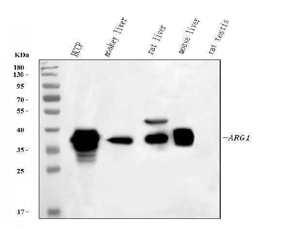 a01106 arg1 primary antibodies wb testing 1
