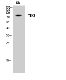 Western Blot analysis of KB cells using TBX3 Polyclonal Antibody diluted at 1:1000