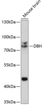 a01110 1 dbh primary antiboties wb testing 1