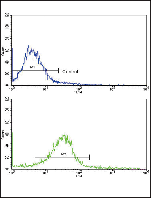 Flow cytometric analysis of hela cells using EDA Antibody (N-term)(bottom histogram) compared to a negative control cell (top histogram)