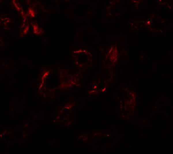 a01113 eda primary antibodies if testing 3