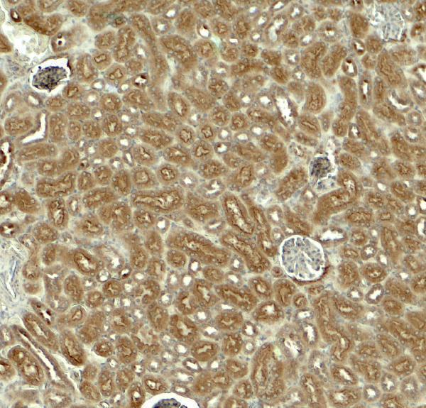 a01113 eda primary antibodies ihc testing 2