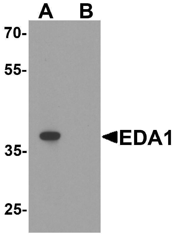 a01113 eda primary antibodies wb testing 1