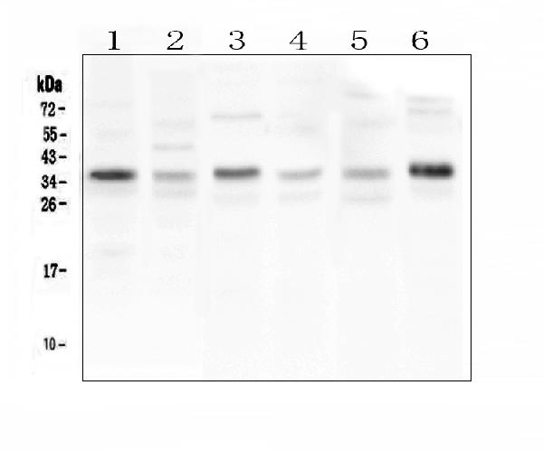 Western blot analysis of CD40LG using anti-CD40LG antibody (A01114-3). Electrophoresis was performed on a 5-20% SDS-PAGE gel at 70V (Stacking gel) / 90V (Resolving gel) for 2-3 hours. The sample well of each lane was loaded with 50ug of sample under reducing conditions. Lane 1: human HL-60 whole cell lysates, Lane 2: human U-87MG whole cell lysates, Lane 3: rat liver tissue lysates, Lane 4: rat stomach tissue lysates, Lane 5: mouse spleen tissue lysates, Lane 6: mouse thymus tissue lysates. After Electrophoresis, proteins were transferred to a Nitrocellulose membrane at 150mA for 50-90 minutes. Blocked the membrane with 5% Non-fat Milk/ TBS for 1.5 hour at RT. The membrane was incubated with rabbit anti-CD40LG antigen affinity purified polyclonal antibody (Catalog # A01114-3) at 0.5 μg/mL overnight at 4°C, then washed with TBS-0.1%Tween 3 times with 5 minutes each and probed with a goat anti-rabbit IgG-HRP secondary antibody at a dilution of 1:10000 for 1.5 hour at RT. The signal is developed using an Enhanced Chemiluminescent detection (ECL) kit (Catalog # EK1002) with Tanon 5200 system. A specific band was detected for CD40LG at approximately 36KD. The expected band size for CD40LG is at 29KD.