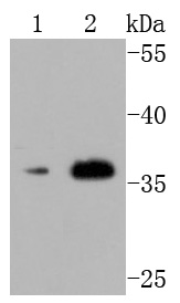 Western blot analysis of CD40L on different cells lysates using anti-CD40L antibody at 1/500 dilution