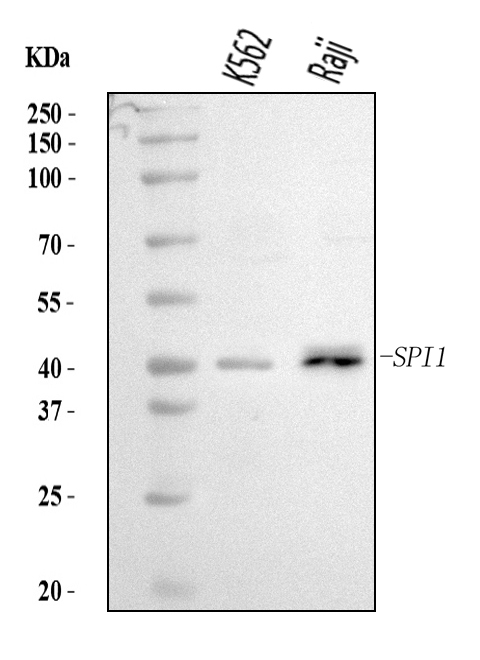  Western blot analysis of PU