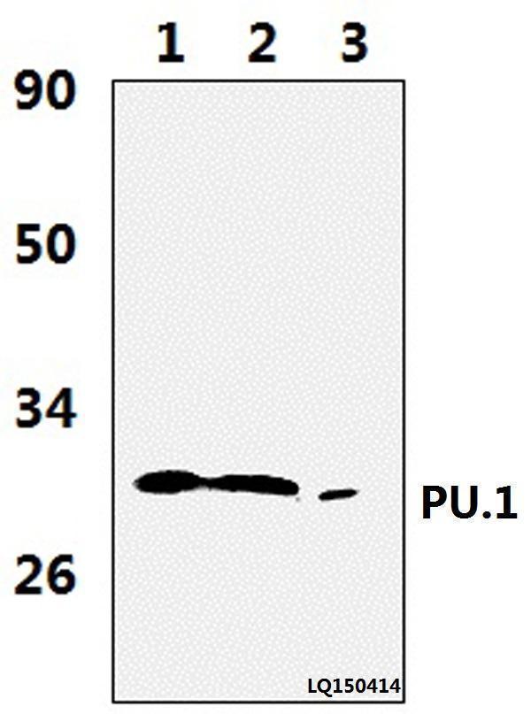 a01116 spi1 primary antiboties wb testing 1