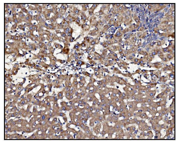 a01117 1 clpp primary antibodies ihc testing 3