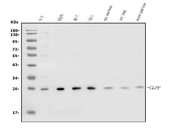 a01117 1 clpp primary antibodies wb testing 1