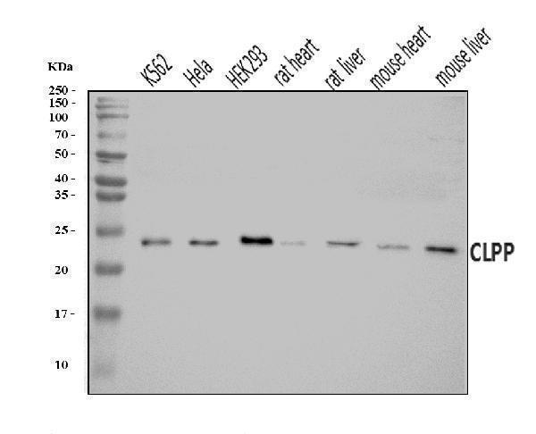  Western blot analysis of CLPP using anti-CLPP antibody (A01117-3)