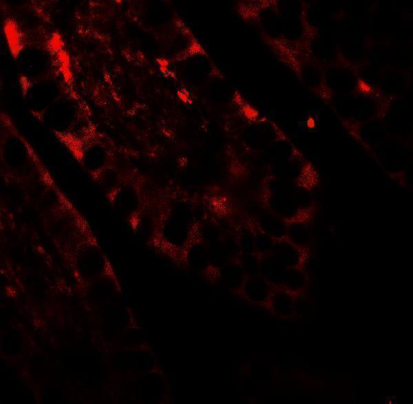 Immunofluorescence of CRTC2 in human small intestine tissue with CRTC2 antibody at 20 μg/ml